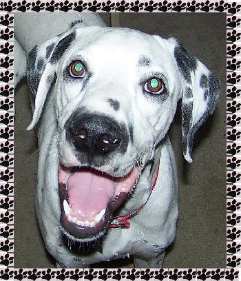Brody