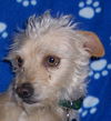 Cooper