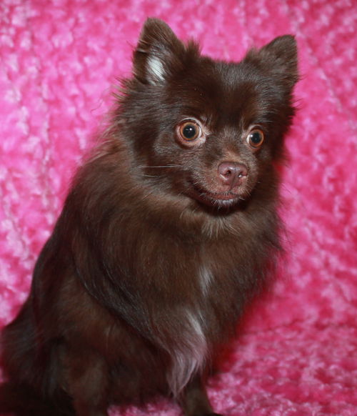 Coco