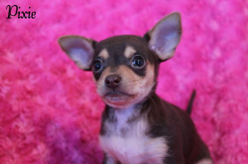 Pixie