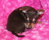 Pixie
