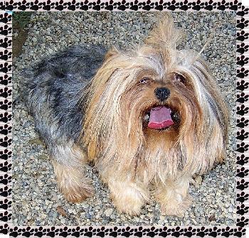 Bobbi