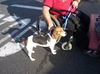 Rosco