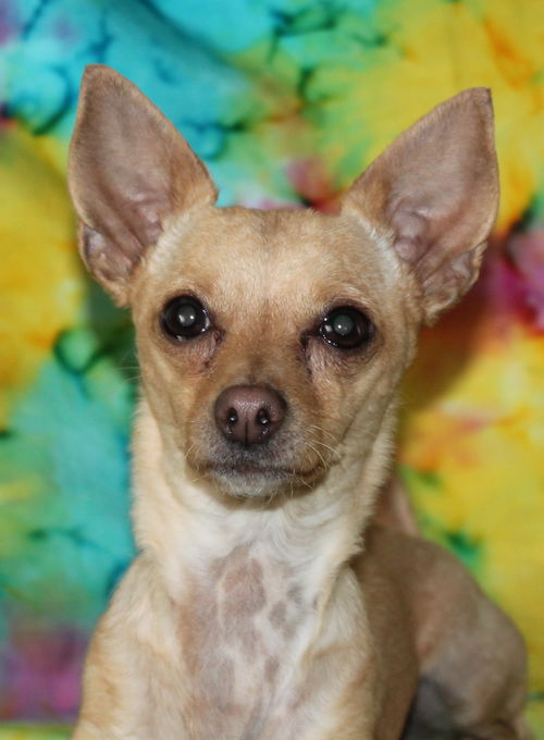 Chico