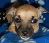 Willow