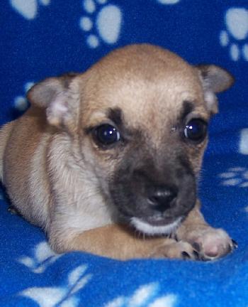 Willow