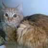 Cheddar