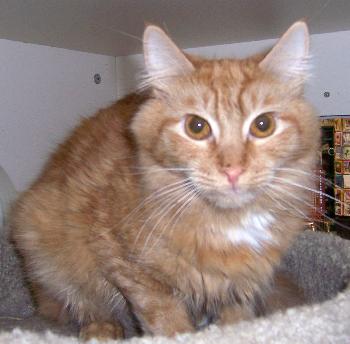 Cheddar