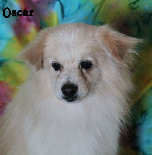 Oscar