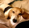 Princess Buttercup fka Spot