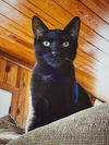 Binx