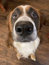 Oliver