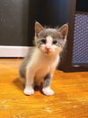Murray