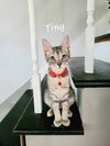 Tiny