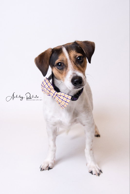 Dog for Adoption Harrison, a Jack Russell Terrier in Assumption