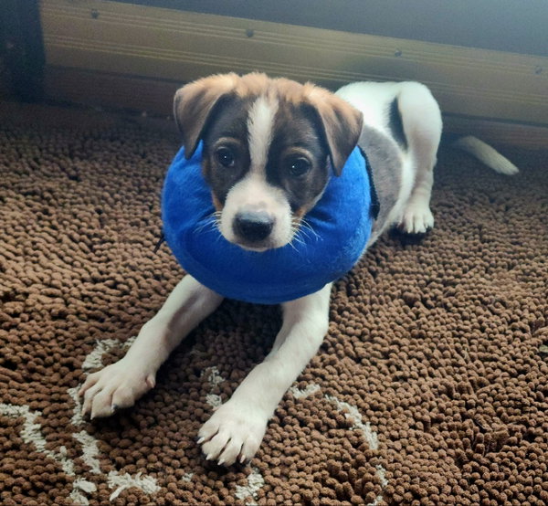 Roo