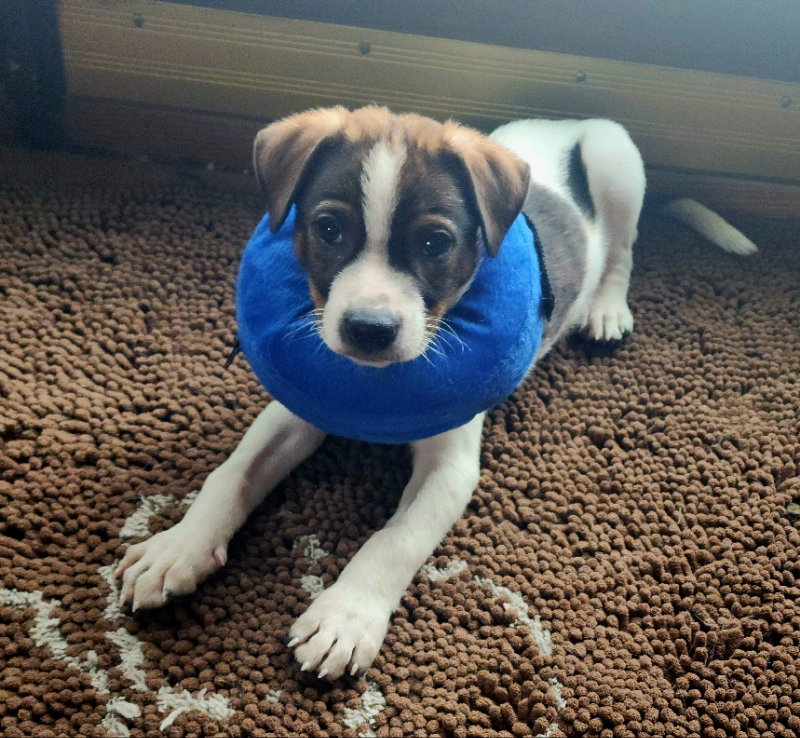 Roo