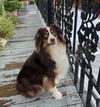 Auggie