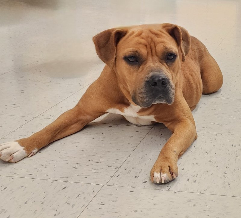 adoptable Dog in Kenner, LA named Lilac
