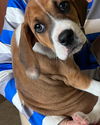 Boxer/Hound Puppy 1