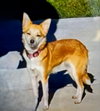 Foxy Girl