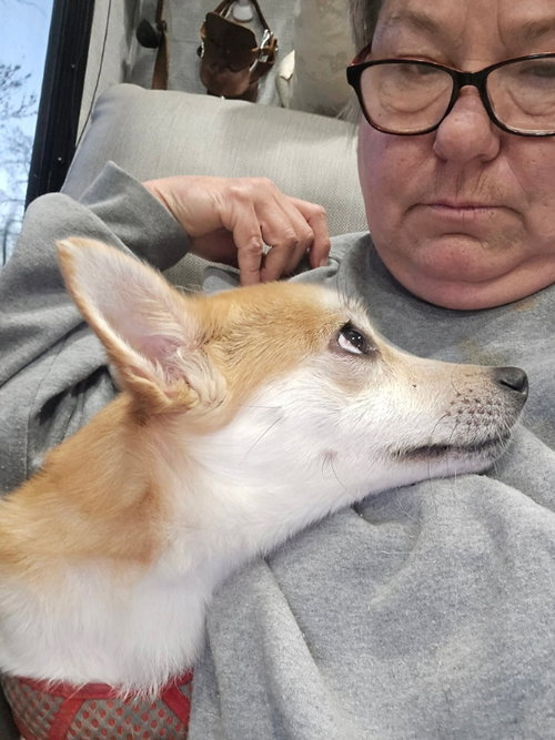FOXY GIRL - Shiba Inu available for adoption