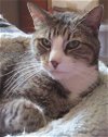 adoptable Cat in lansdowne, PA named Kara