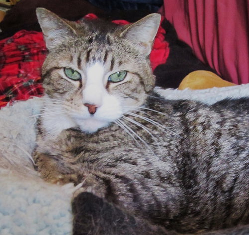 KARA - Domestic Short Hair available for adoption