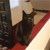 adoptable Cat in lansdowne, PA named Baxter