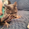 Angel - Photo 3