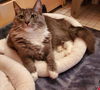 adoptable Cat in Lansdowne, PA named Angel