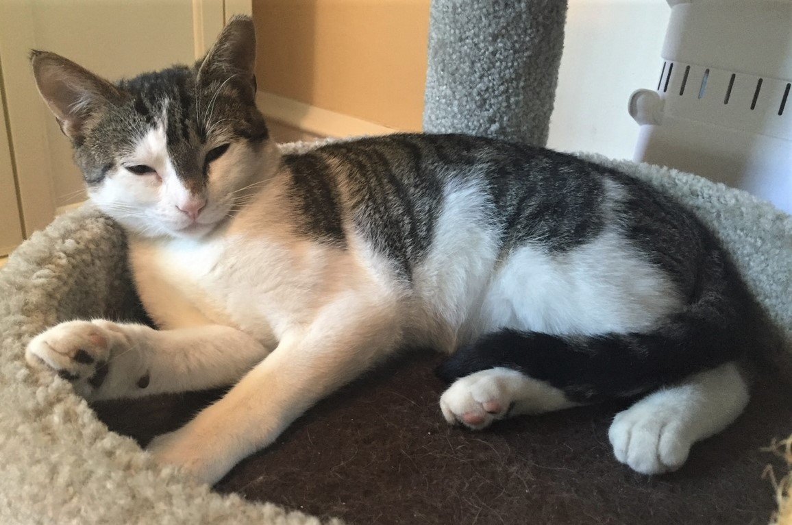 adoptable Cat in Lansdowne, PA named Hobbes