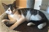 adoptable Cat in lansdowne, PA named Hobbes