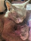 adoptable Cat in lansdowne, PA named Camilla
