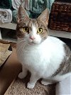 adoptable Cat in lansdowne, PA named Harper