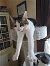 adoptable Cat in lansdowne, PA named Sage