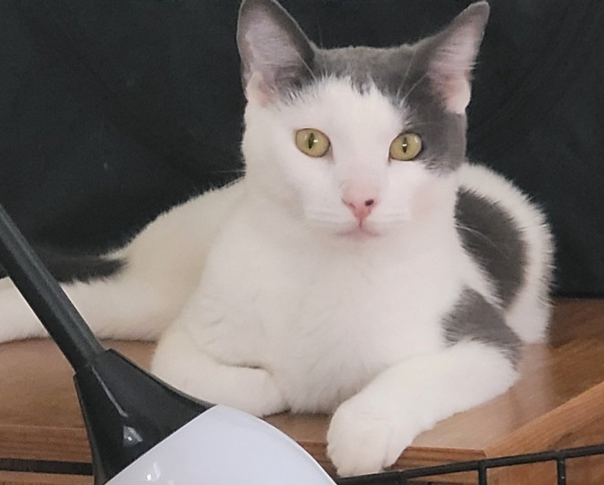 adoptable Cat in Lansdowne, PA named Reebie