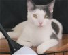 adoptable Cat in lansdowne, PA named Reebie