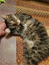 adoptable Cat in lansdowne, PA named Carleton
