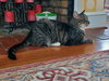 Carleton - Photo 5