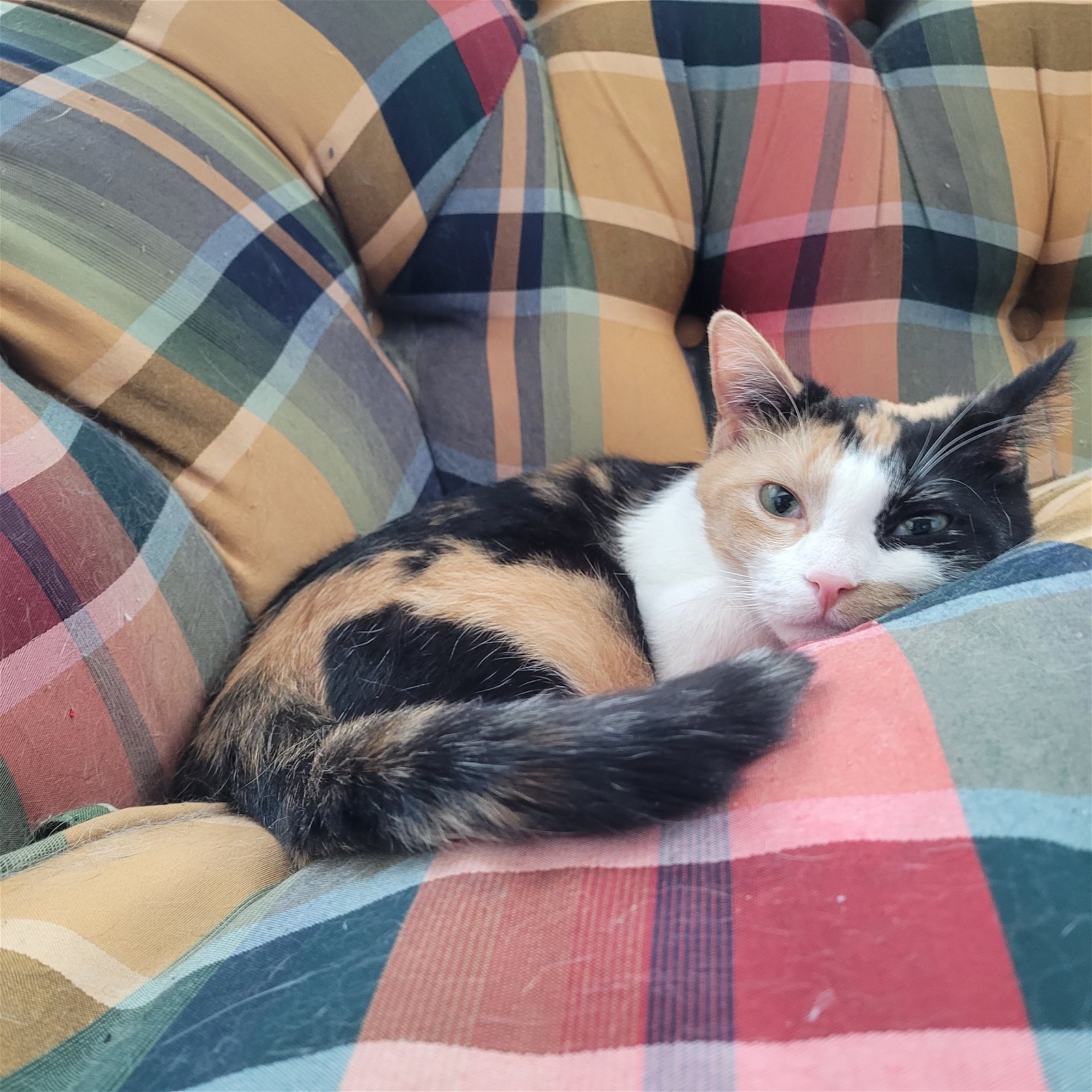 adoptable Cat in Lansdowne, PA named Tweety