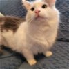adoptable Cat in lansdowne, PA named Duffy