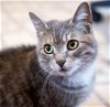 adoptable Cat in lansdowne, PA named Bunny