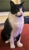 adoptable Cat in lansdowne, PA named Mona