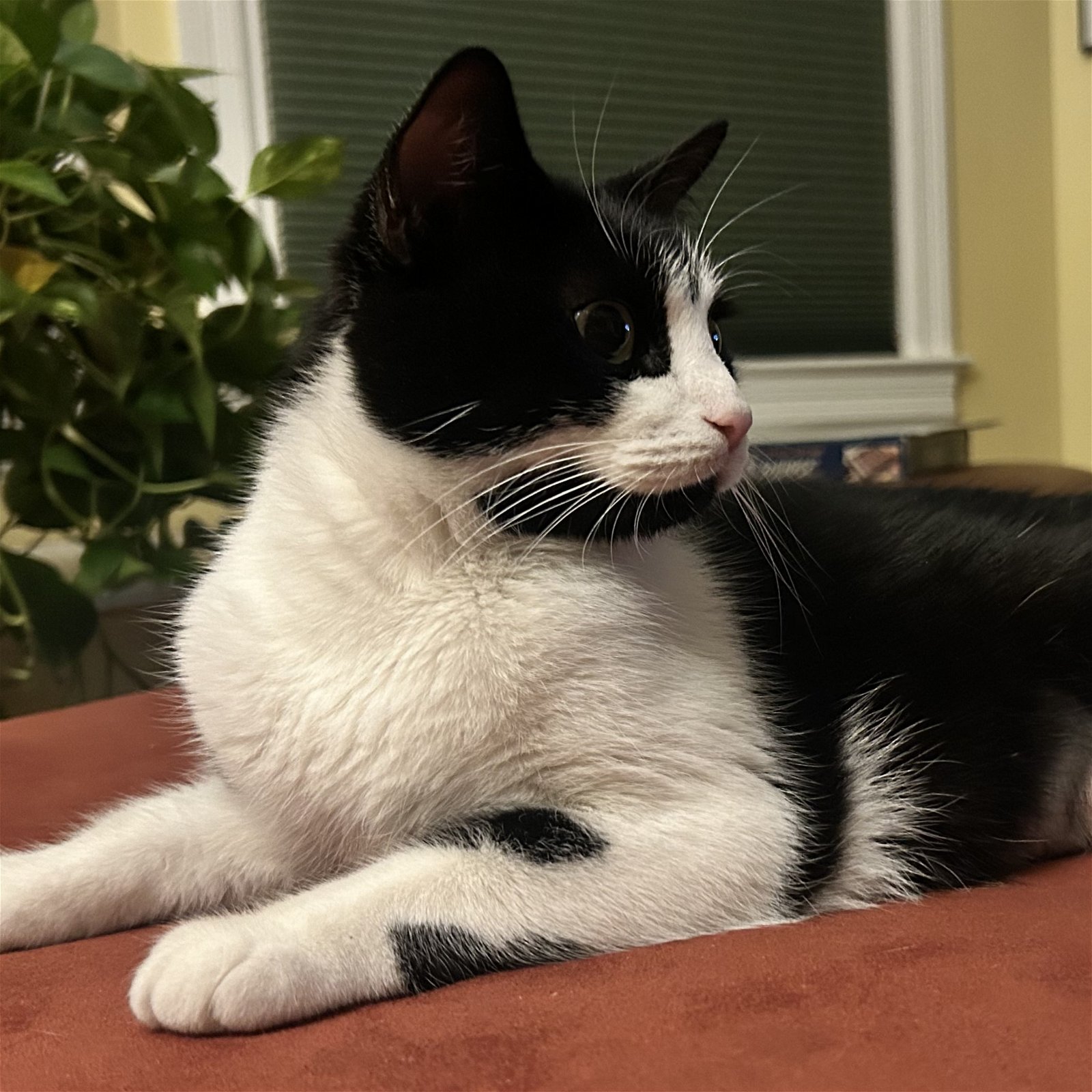 adoptable Cat in Lansdowne, PA named Mona
