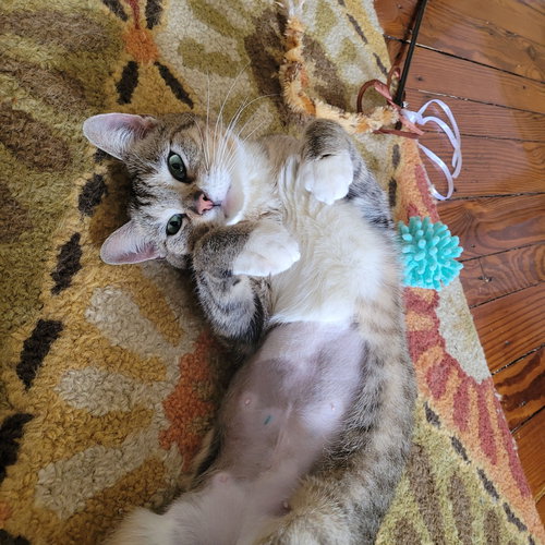 JUNO - Domestic Short Hair available for adoption