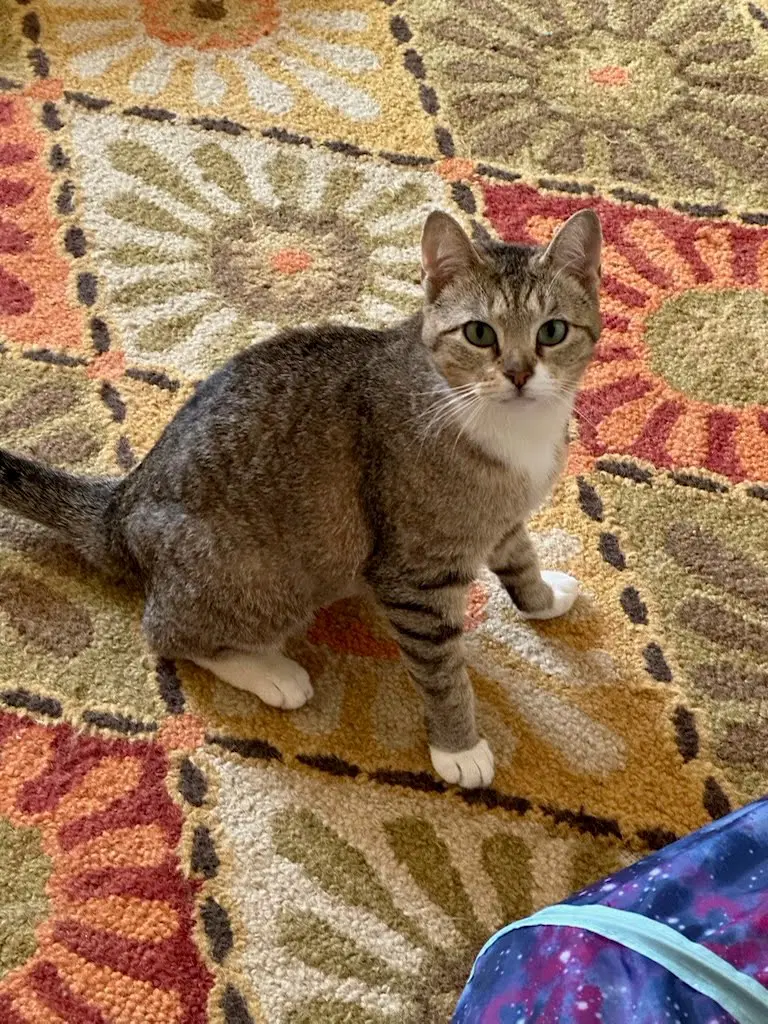 Juno - Domestic Short Hair