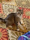 adoptable Cat in lansdowne, PA named Juno