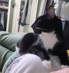 Caesar - Photo 4