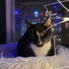 Caesar - Photo 2